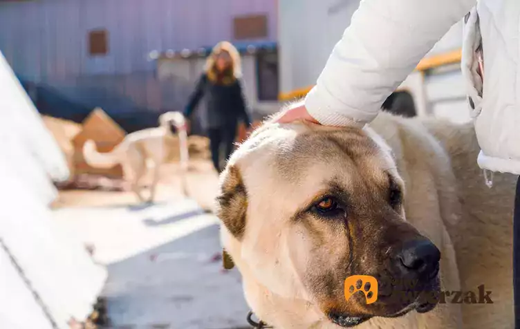 Duży pies z opiekunami