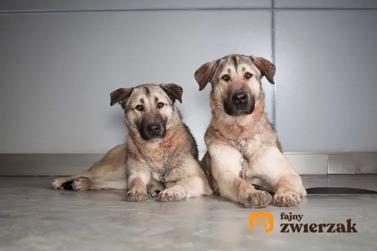 Dwa psy rasy anatolian karabash.
