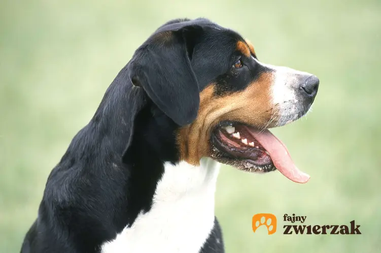 Portret głowy psa rasy duży szwajcarski pies pasterski.