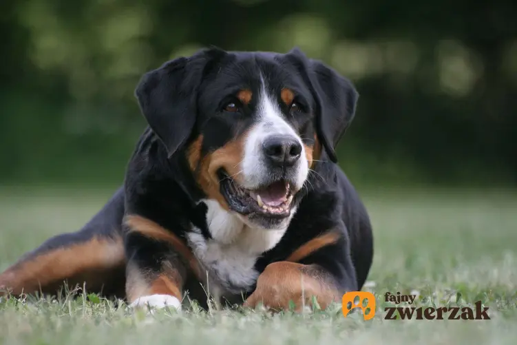 Duży szwajcarski pies pasterski leży na trawie.
