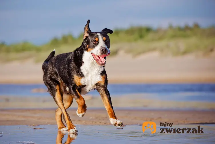 Duży szwajcarski pies pasterski biegnie po plaży.