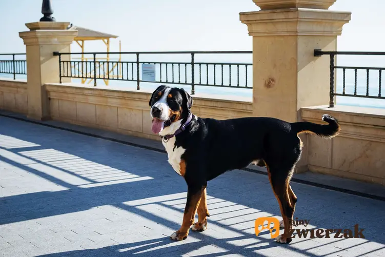 Duży szwajcarski pies pasterski stoi na chodniku.