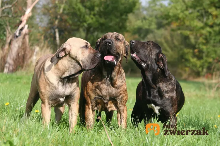 Trzy psy rasy fila brasileiro.