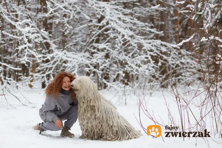 Pies rasy komondor w zimowym lesie z opiekunką.