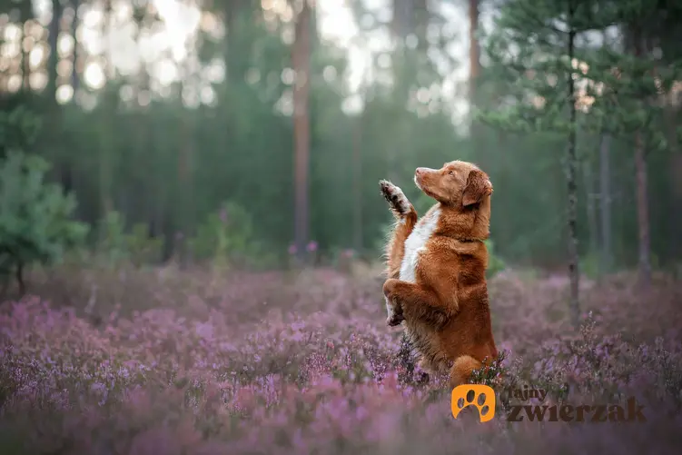 Retriever z Nowej Szkocji w lesie. Pies znajduje się wśród fioletowych kwiatów.