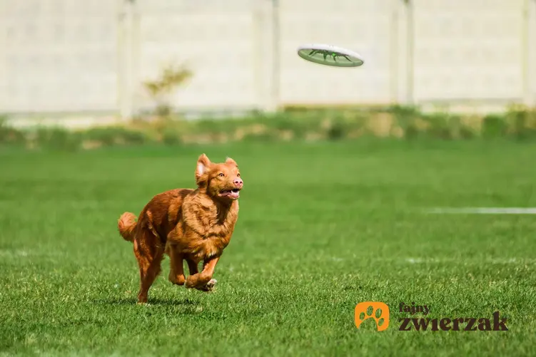 Retriever z Nowej Szkocji goni za frisbee.