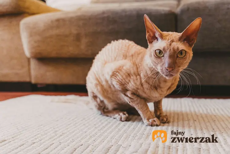 Kot rasy peterbald siedzi na dywanie obok kanapy.