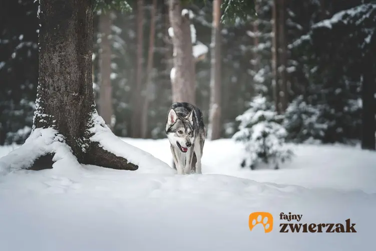 Saarlooswolfhond w zimowym lesie.