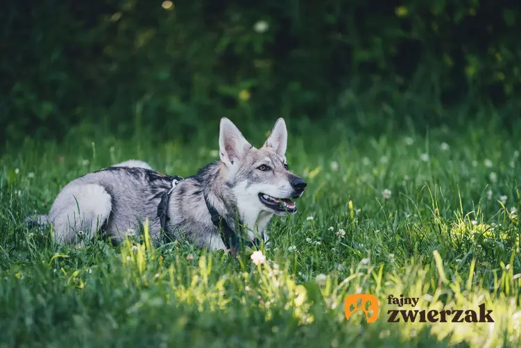 Saarlooswolfhond leży w trawie. Pies ma na sobie szelki.