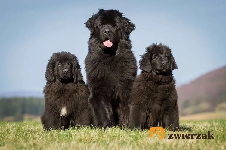 Trzy psy rasy nowofundland.