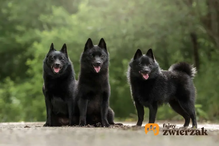 Trzy psy rasy schipperke w lesie.