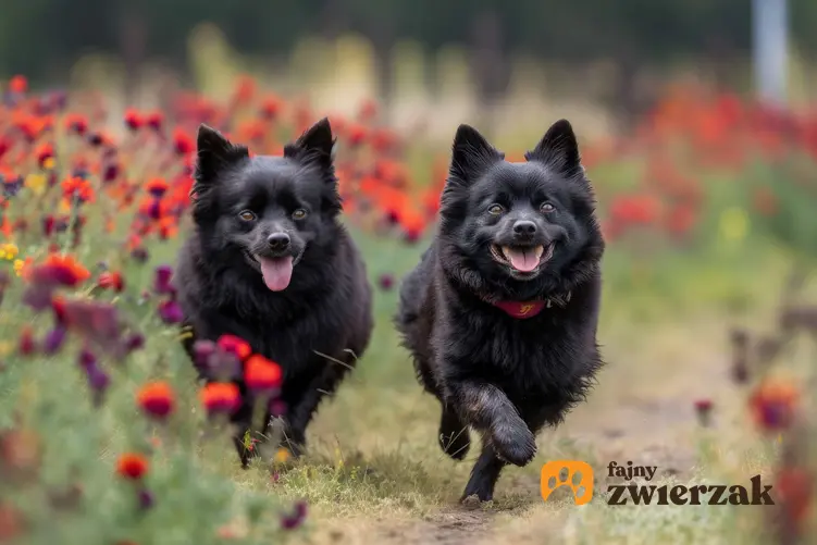 Dwa psy rasy schipperke wśród czerwonych kwiatów.