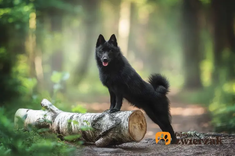 Schipperke w lesie. Pies ma przednie łapy na kłodzie drzewa.