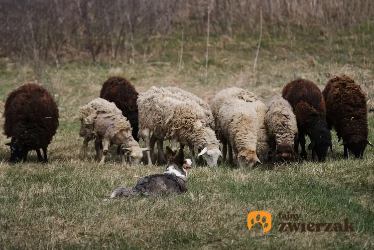 Welsh corgi cardigan na łące z owcami.