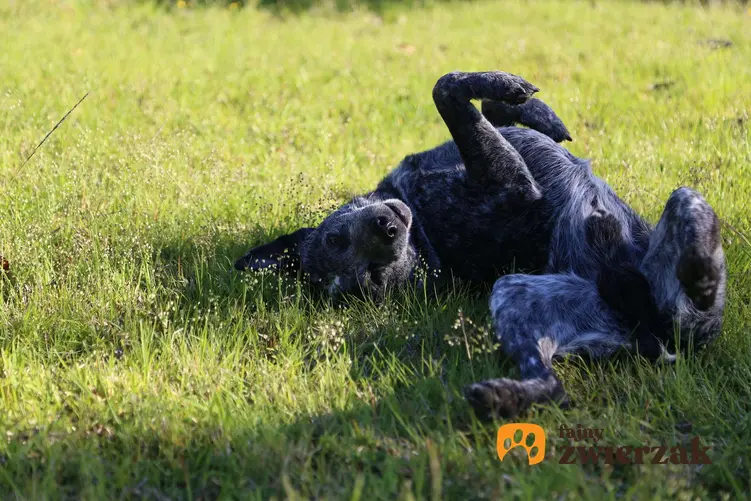 Australian stumpy tail cattle dog tarza się w trawie.