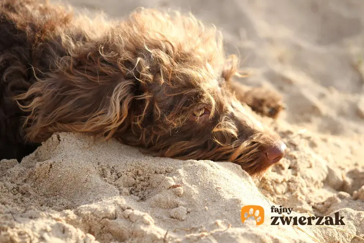 Hiszpański pies dowodny na piasku.