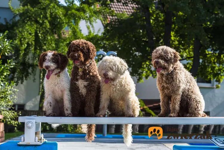 Cztery psy rasy hiszpański pies dowodny siedzą obok siebie.