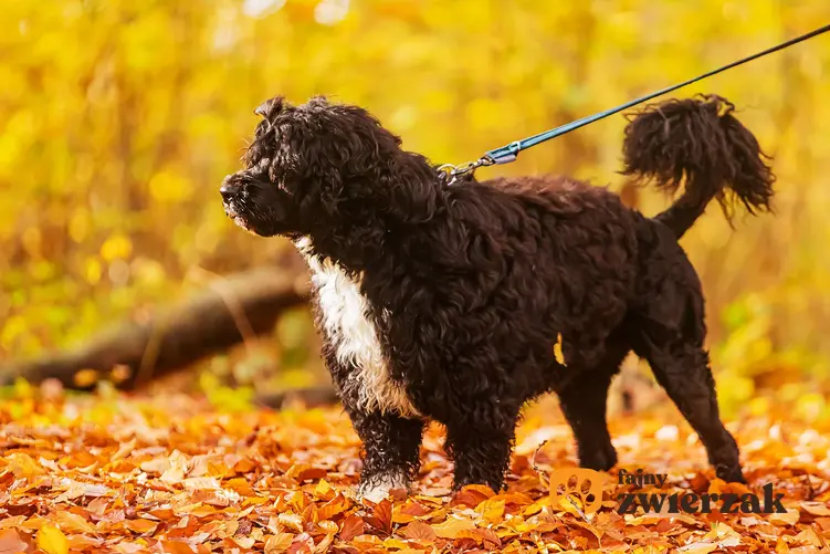 Portugalski pies dowodny na jesiennym spacerze.
