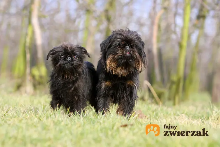 Dwa psy rasy gryfonik belgijski.
