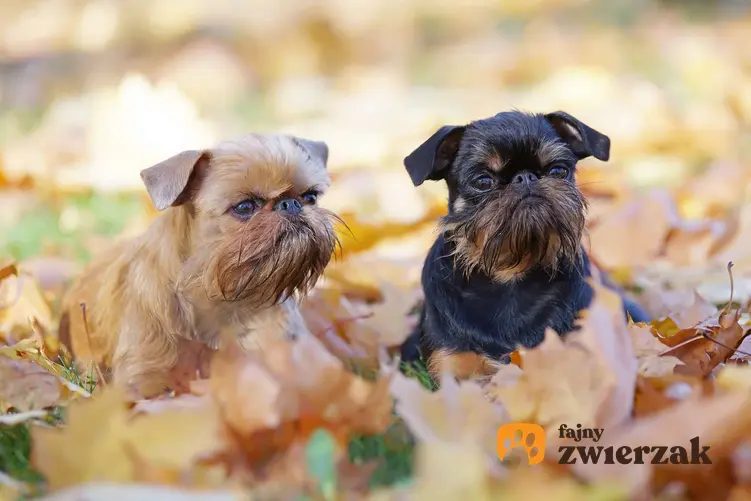 Dwa psy rasy gryfonik belgijski w jesiennych liściach.