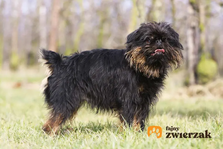 Sylwetka psa rasy gryfonik belgijski.