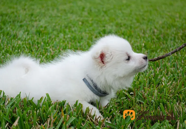 Szczeniak rasy american eskimo dog leży na trawie.