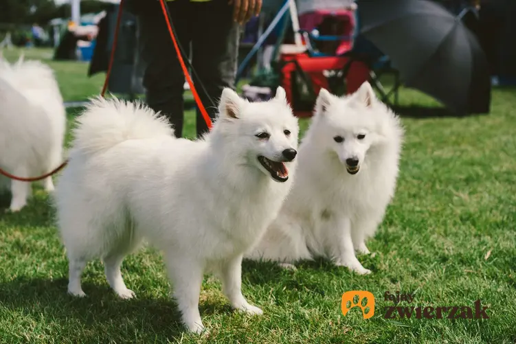 Dwa psy rasy american eskimo dog podczas wystawy psów.
