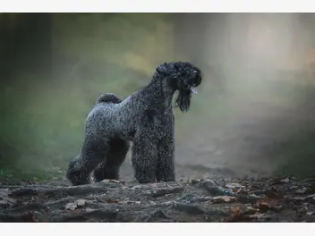 Kerry blue terrier - zdjęcie 4