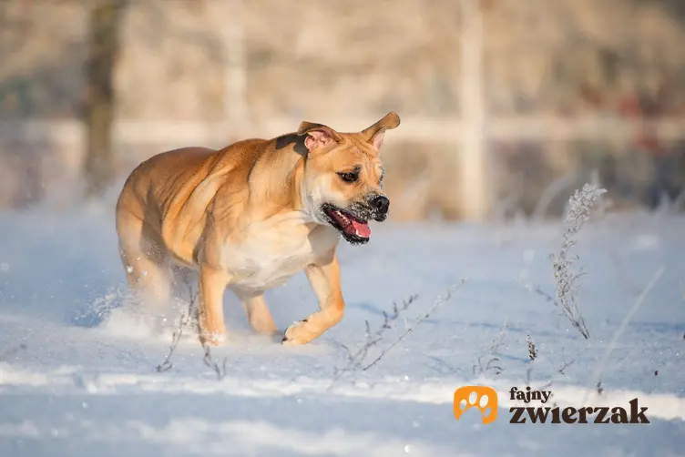 Dog z Majorki biegnie w śniegu.