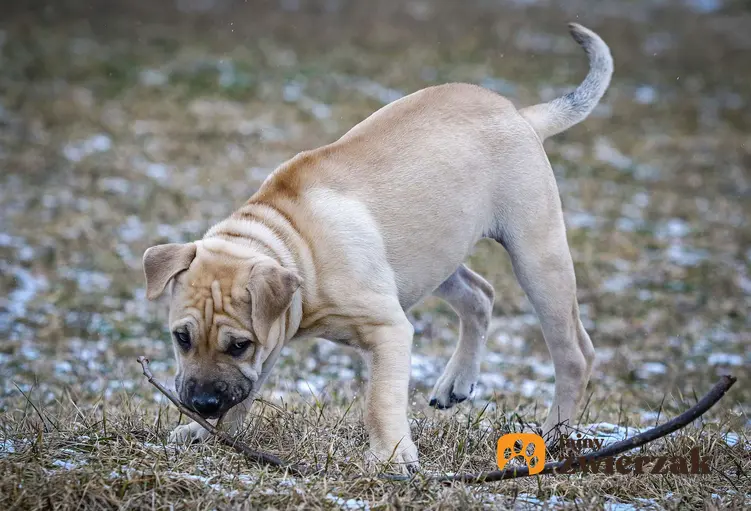 Młody pies rasy dog z Majorki na trawie przypruszonej śniegiem.