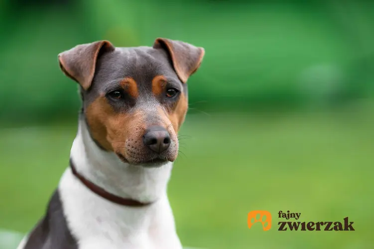 Portret pyska psa rasy terier brazylijski.