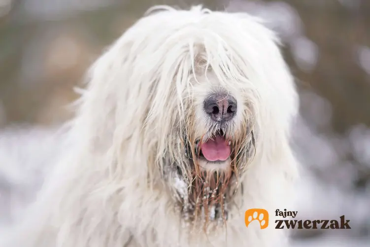 Portret psa rasy owczarek południoworosyjski jużak.