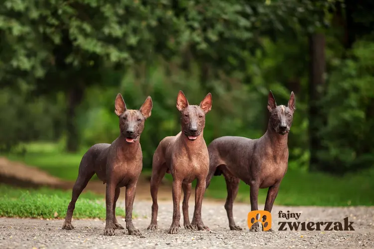 Trzy psy rasy nagi pies meksykański.