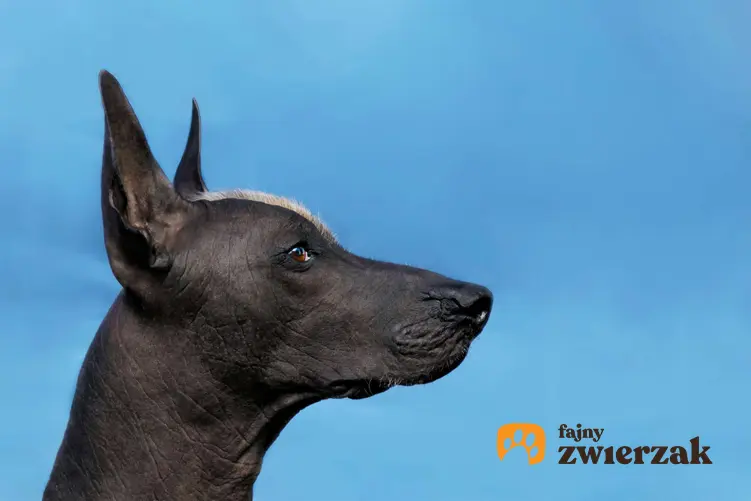 Zbliżenie na głowę psa rasy nagi pies meksykański na tle błękitnego nieba.