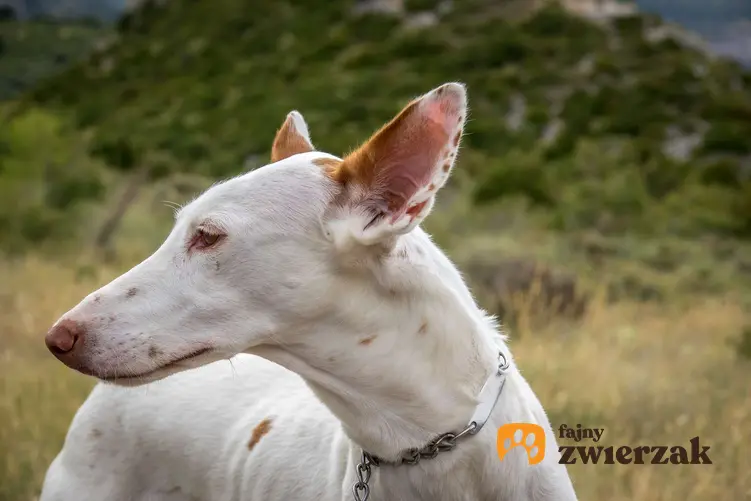 Biały pies rasy Podenco z Ibizy.