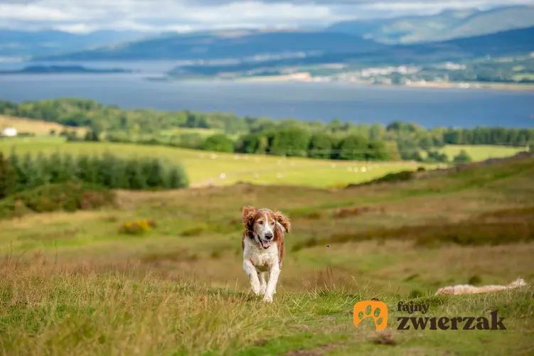 Springer spaniel walijski podczas swobodnego spaceru na zielonych pagórkach.