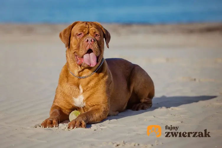 Dog z bordeaux leży na plaży. Pies ma obok łap piłeczkę tenisową.