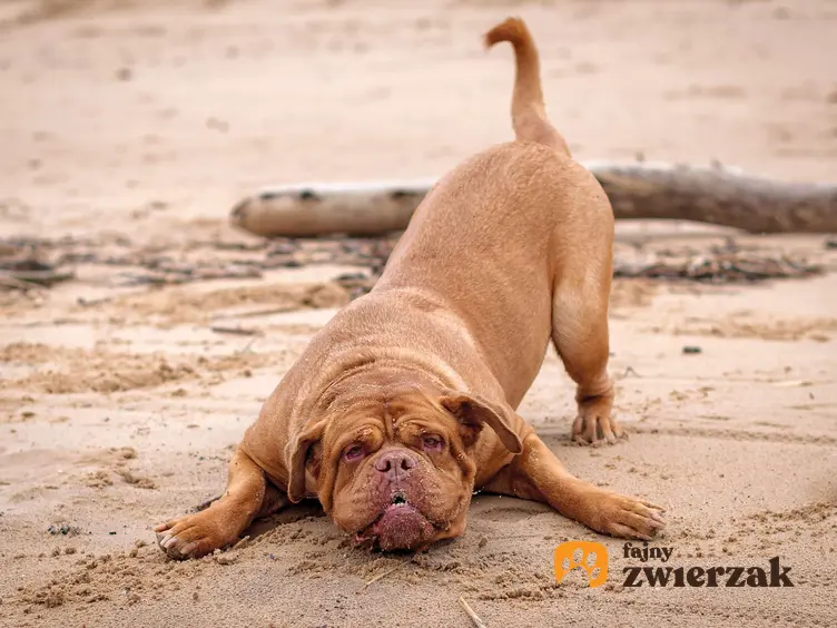 Dog z bordeaux bawi się na plaży.