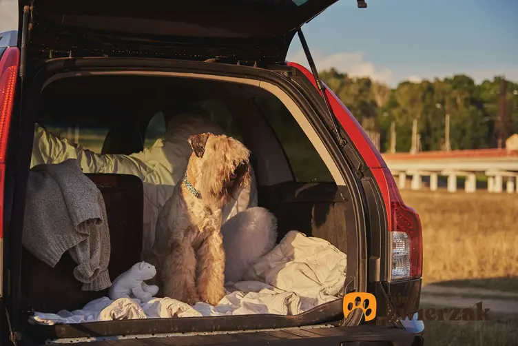 Irish soft coated wheaten terrier w bagażniku samochodu.