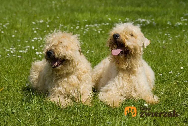 Dwa psy rasy irish soft coated wheaten terrier na trawie.