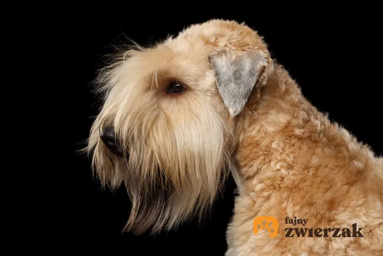 Profil psa rasy irish soft coated wheaten terrier.