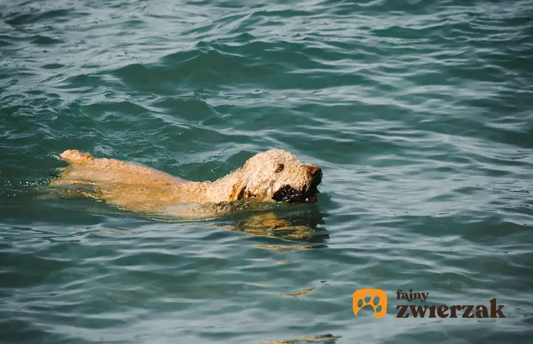Irish soft coated wheaten terrier pływa w wodzie.