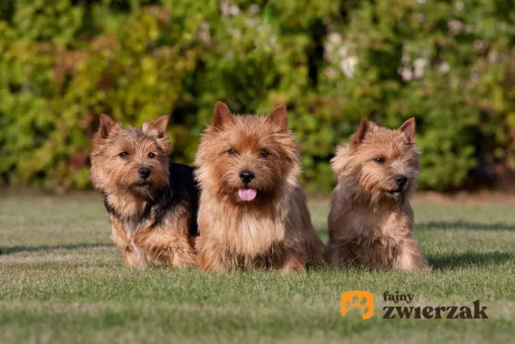 Trzy psy rasy norwich terrier.