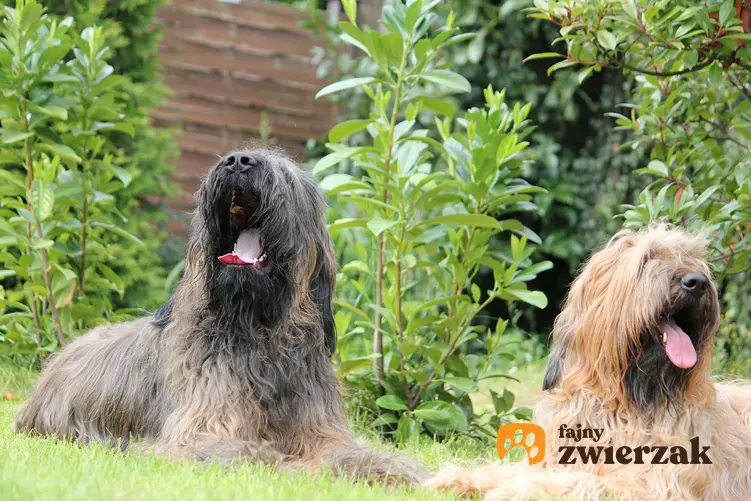 Dwa psy rasy owczarek francuski briard.