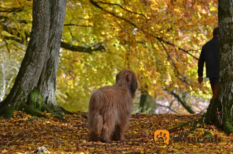 Owczarek francuski briard stoi w jesiennym parku. Pies stoi tyłem do obiektywu.