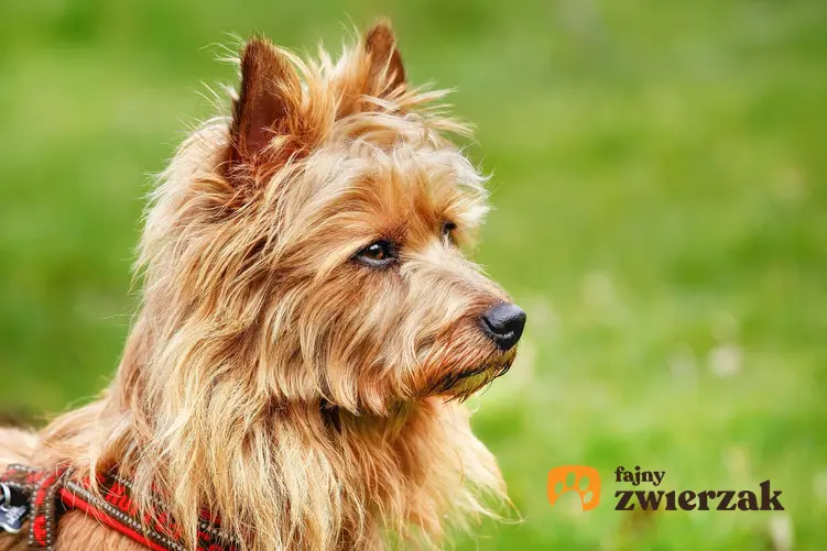 Profil psa rasy terier australijski.