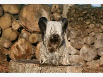 Skye terrier - zdjęcie 1