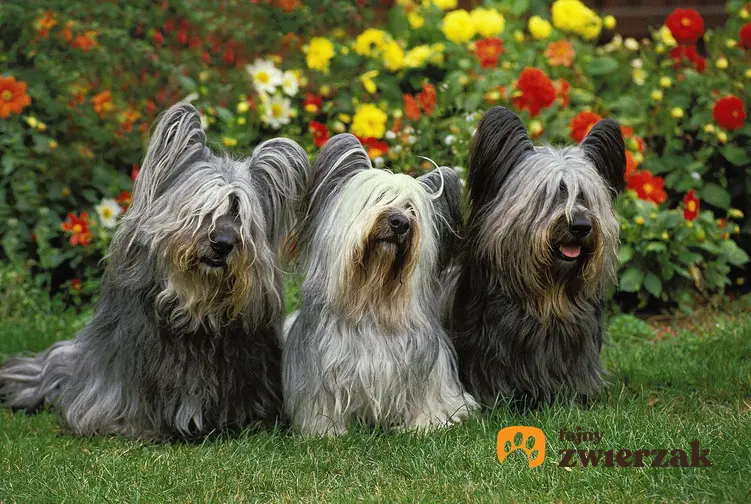 Trzy psy rasy skye terrier.