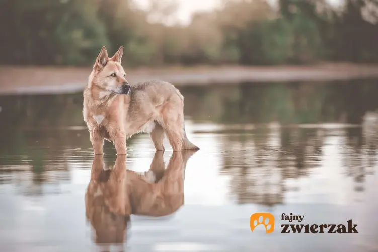 Canaan dog stoi w wodzie.