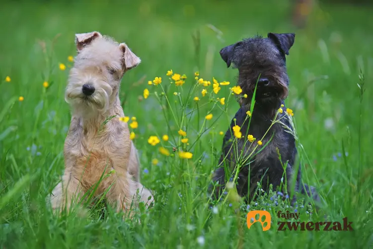 Dwa psy lakeland terrier w trawie.